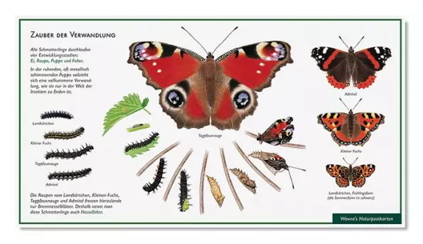 Lernpostkarte Schmetterlinge