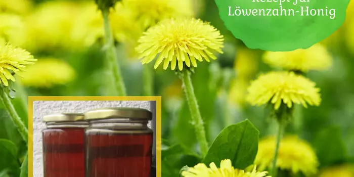 Aus der Natur in die Küche: Rezept für Löwenzahn-Honig